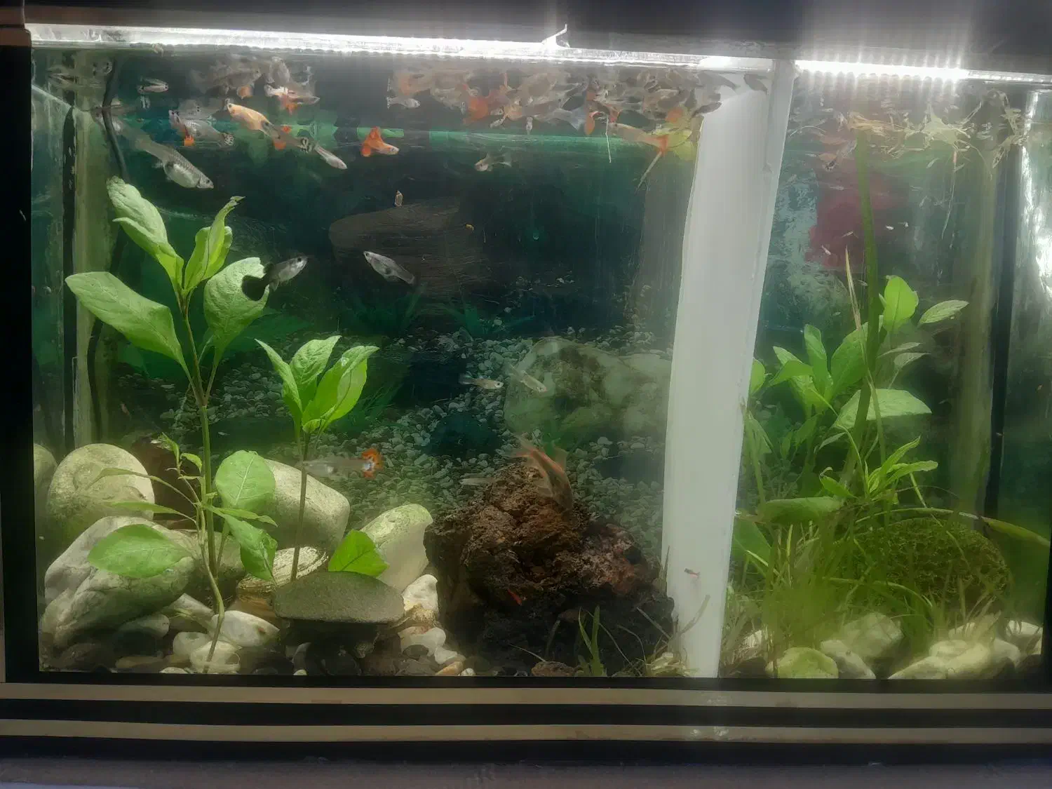 ماهی گوپی خر. ی دارم|ماهی|زنجان, |دیوار