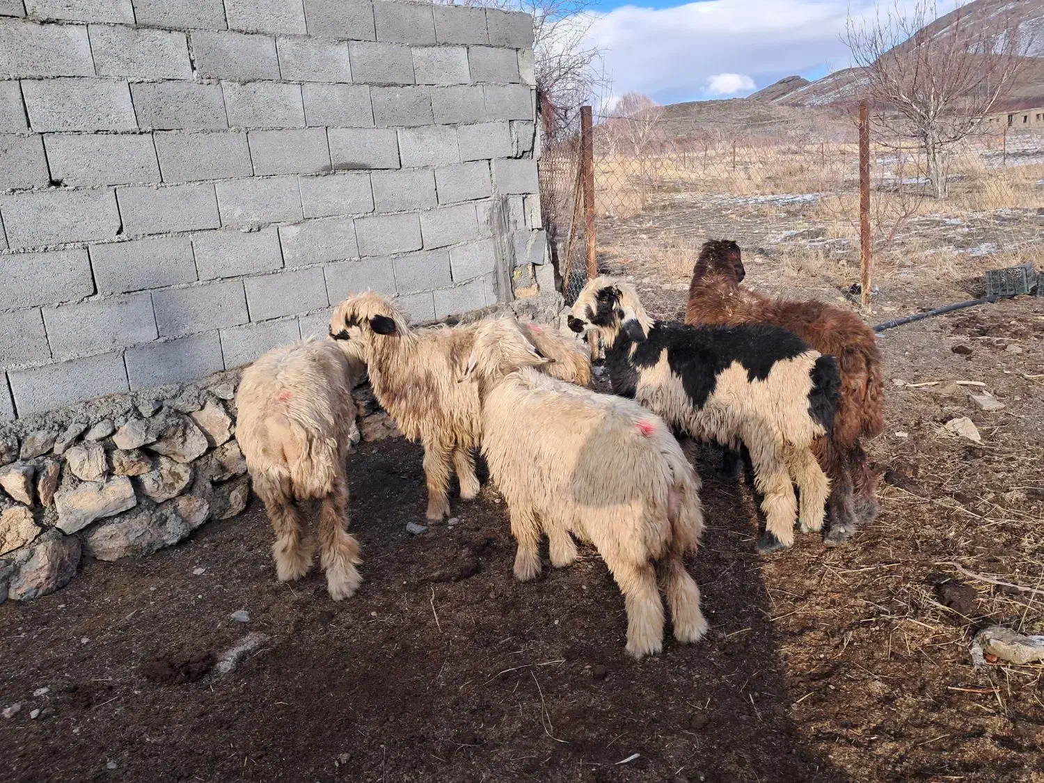 بره ماده ترکی روزگاری توقلی|حیوانات مزرعه|وردشت, |دیوار