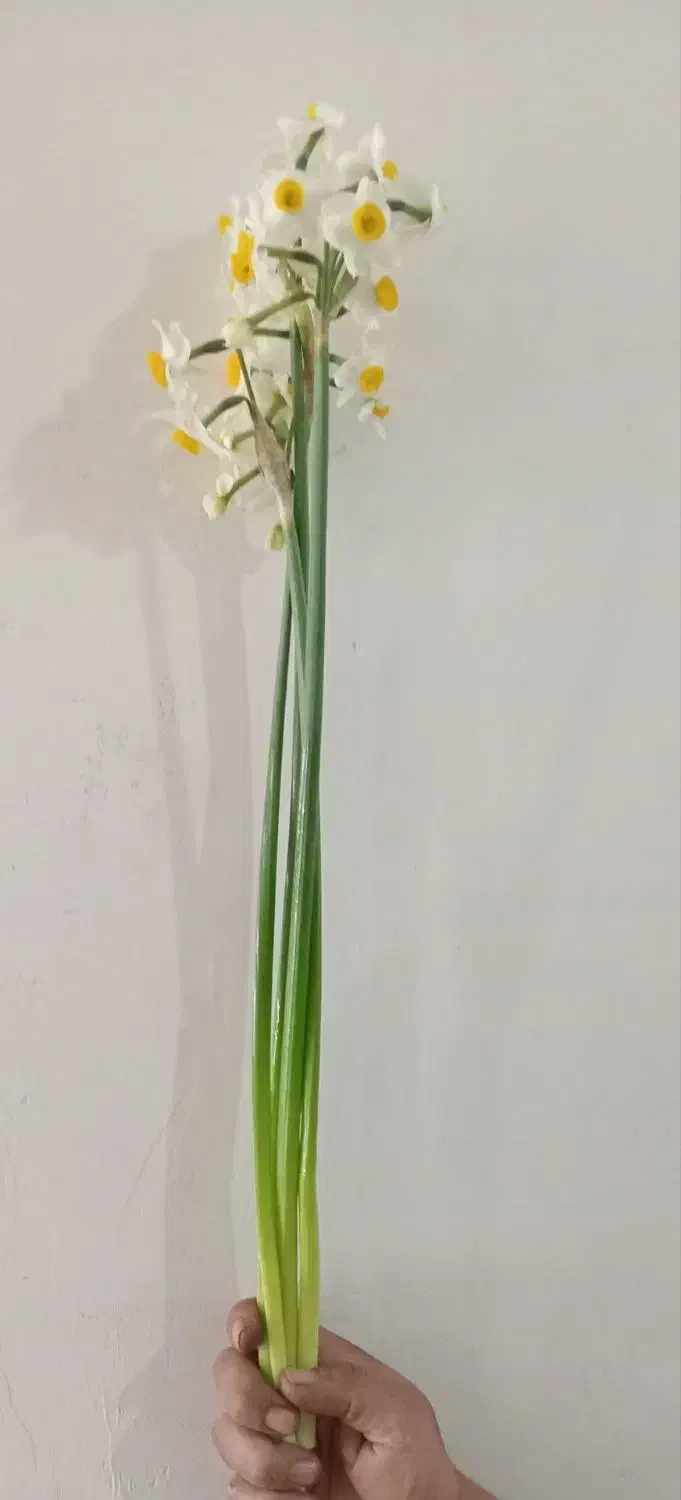 گل نرگس|گل و گیاه طبیعی|آبدانان, |دیوار