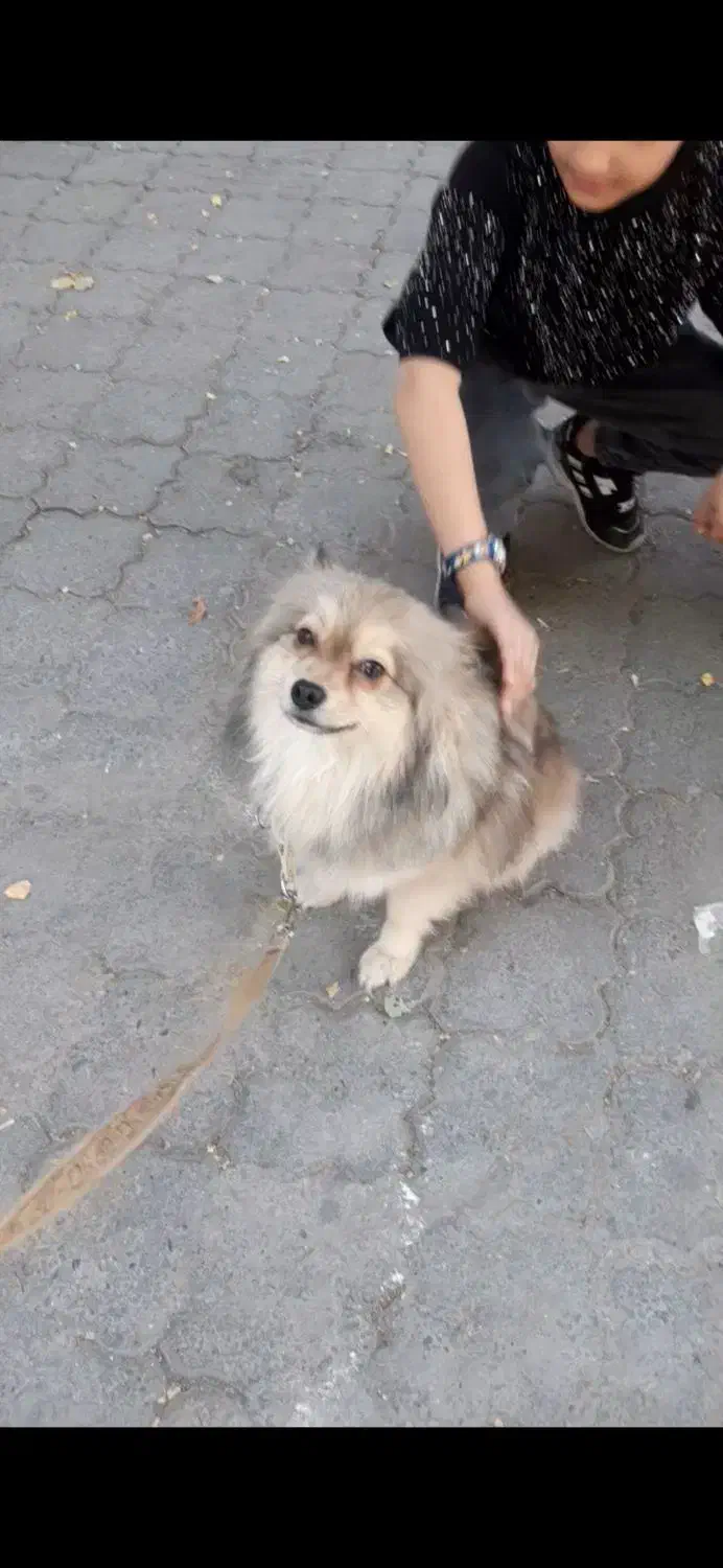 سگ پامرروباهی|سگ|بروجرد, |دیوار