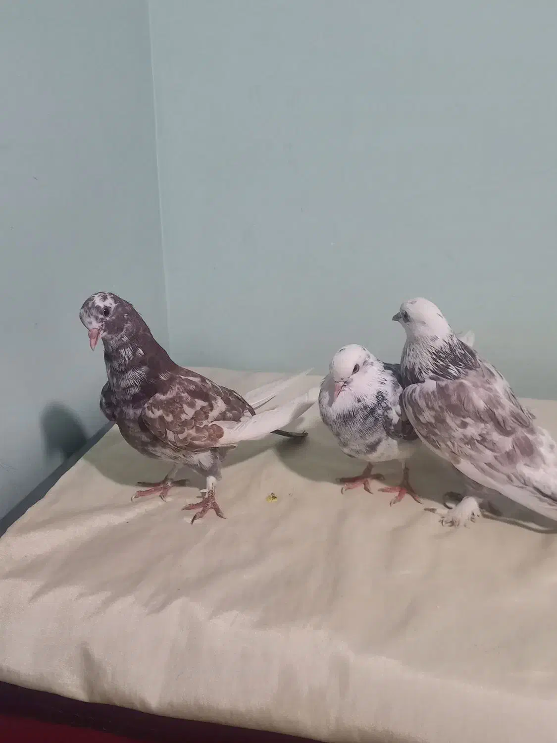 کبوتر|پرنده|محلات, |دیوار