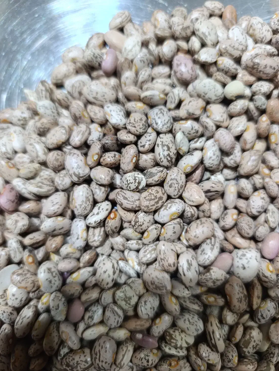 لوبیا چیتی درجه یک|خوردنی و آشامیدنی|تهران, مختاری|دیوار