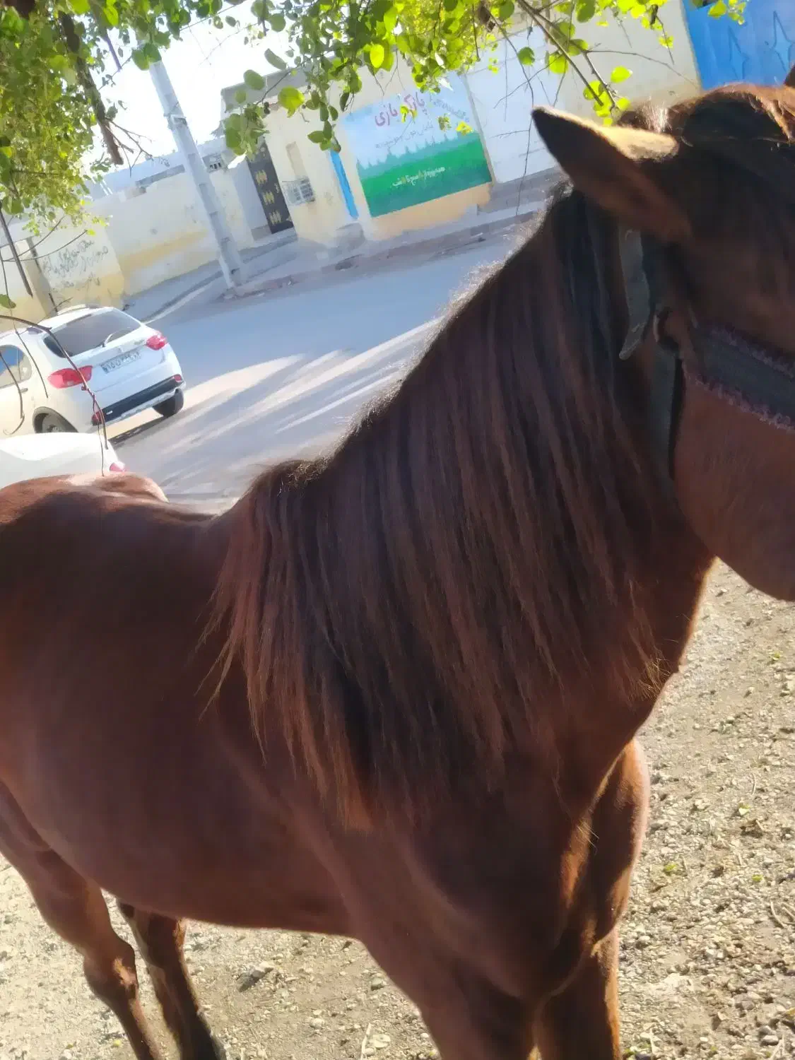 نریان|اسب و تجهیزات اسب‌سواری|بندرعباس, |دیوار