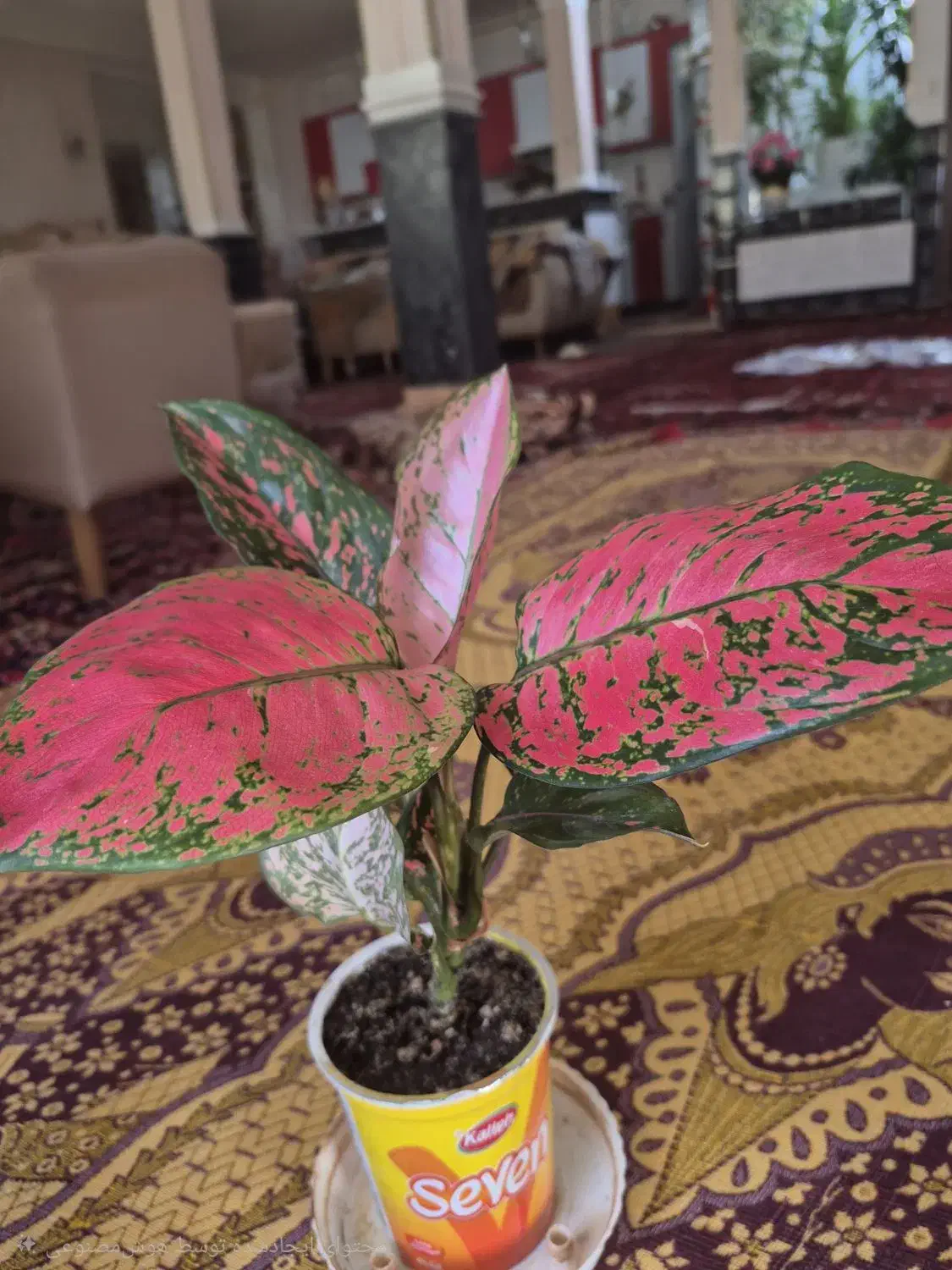 گل طبیعی|گل و گیاه طبیعی|اهر, |دیوار