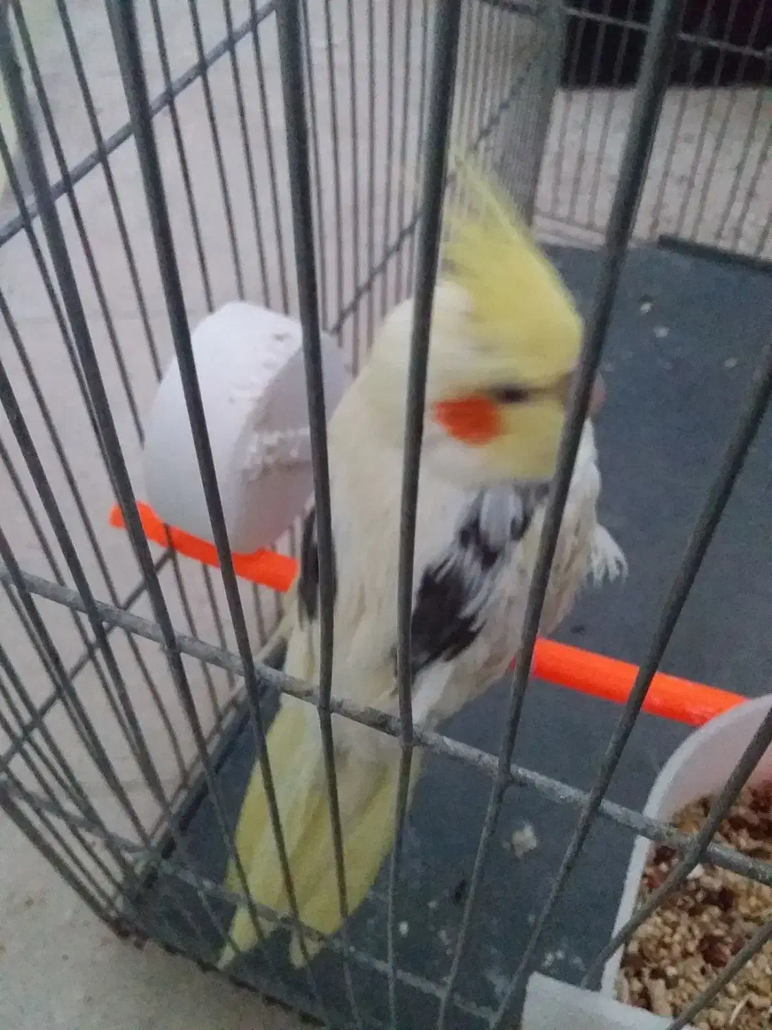 عروس هلندی|پرنده|تربت‌حیدریه, کوی شهید احمدزاده ملکی|دیوار