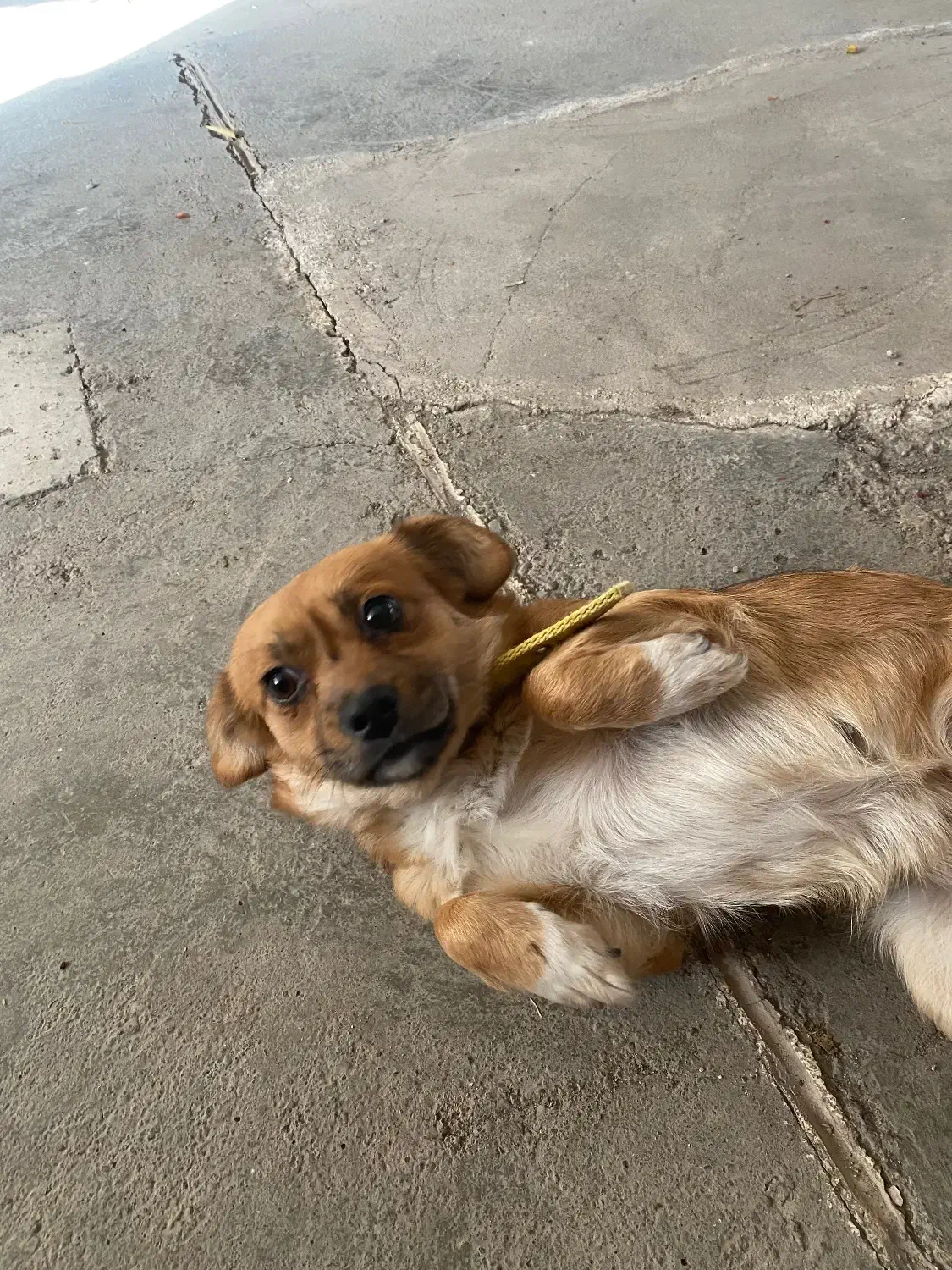 سک پاکوتاه ماده|سگ|اردبیل, |دیوار