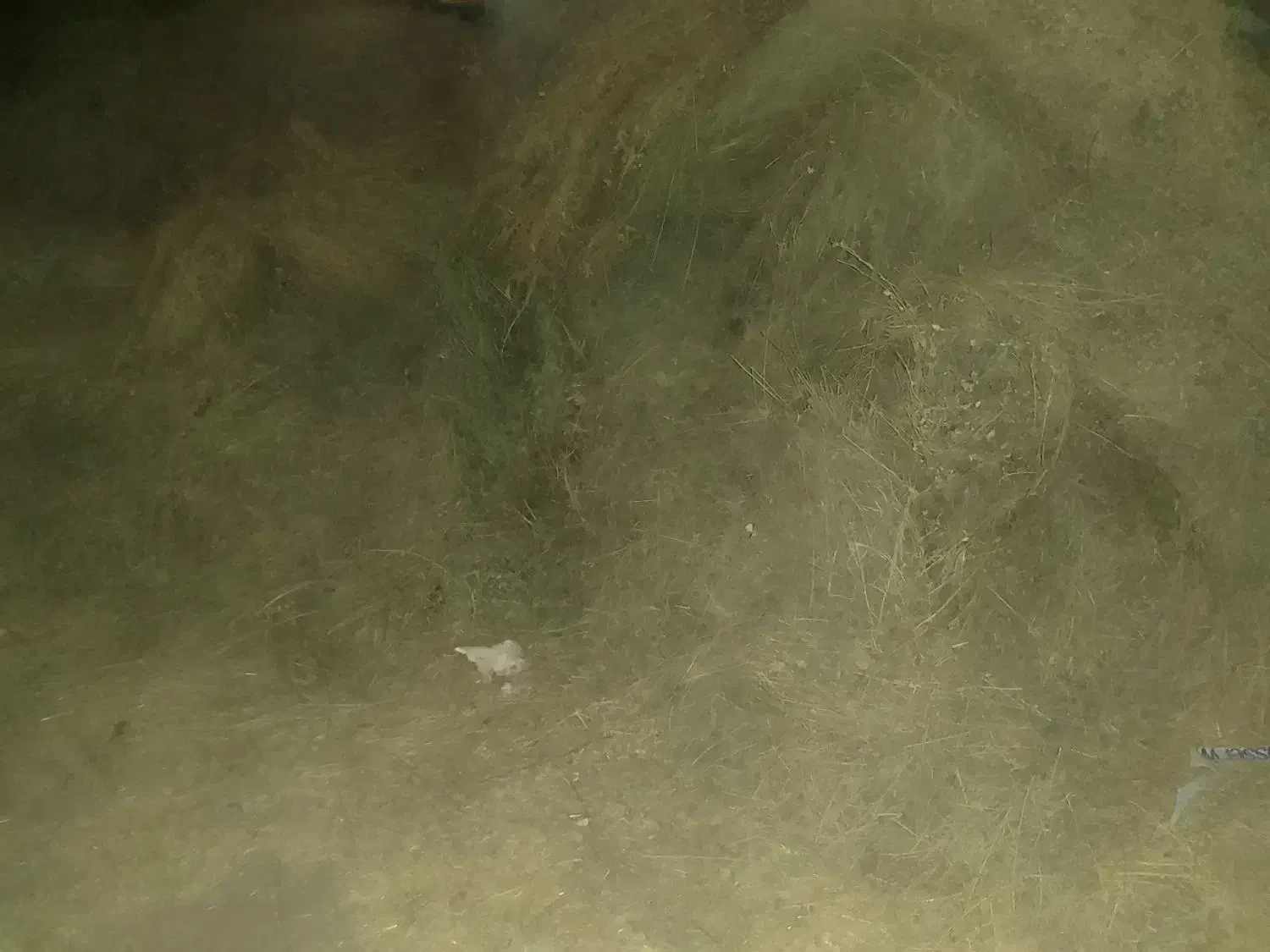 یونجه خشک خرد شده و بذر یونجه|عمدهفروشی|افشار, |دیوار