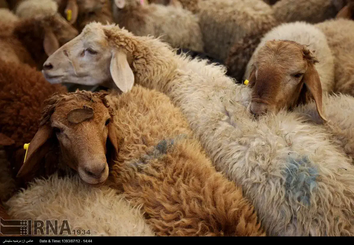 گوسفند خونی و گوسفند زنده برای نذری|حیوانات مزرعه|مشهد, نوید|دیوار