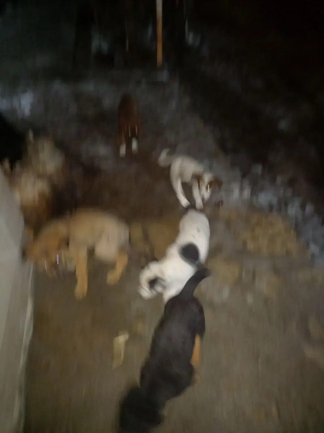 توله|سگ|مشهد, سازمان آب|دیوار