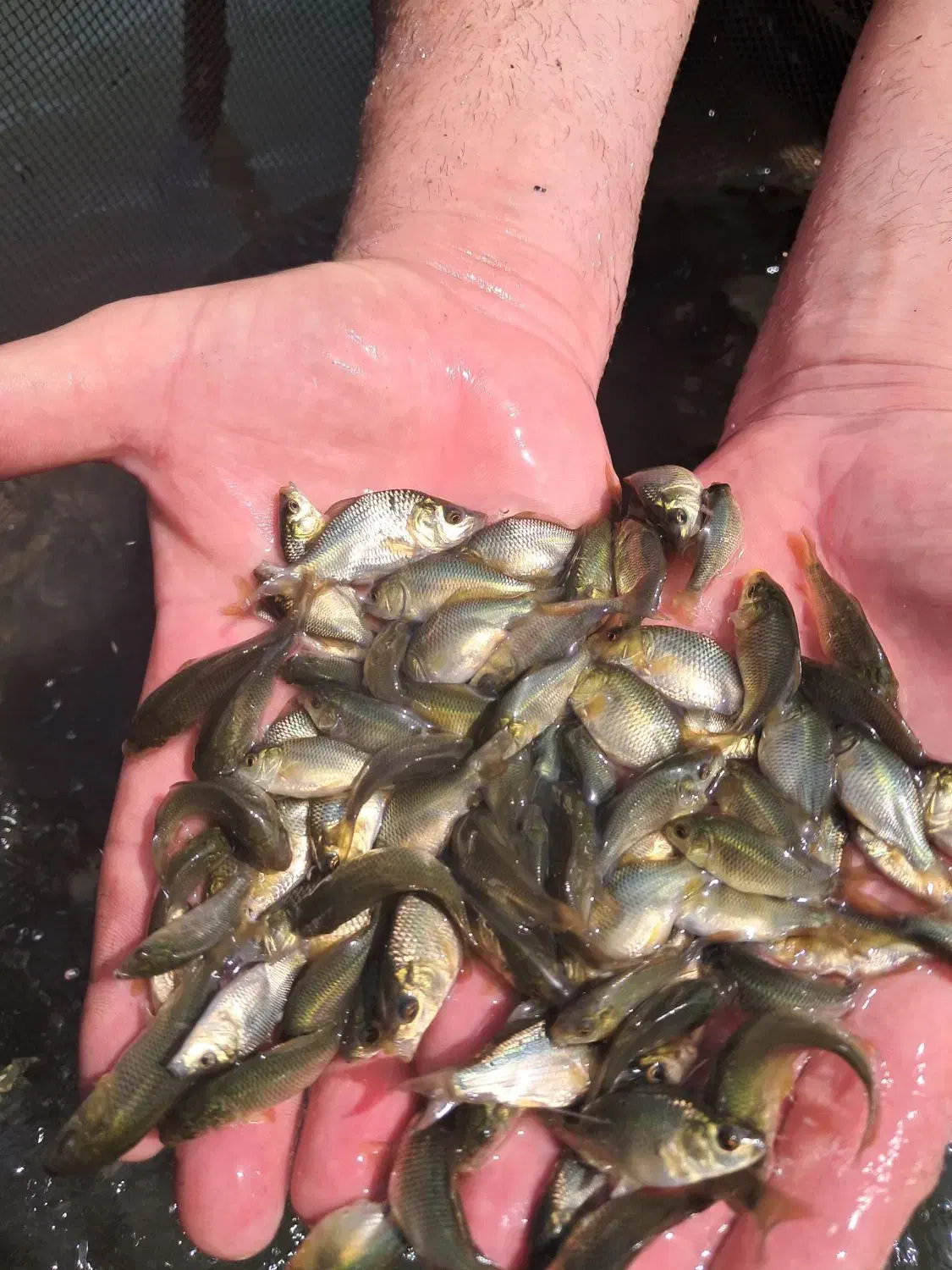 مرکز تولید و فروش انواع بچه ماهیان گرم آبی|ماهی|سنگر, |دیوار