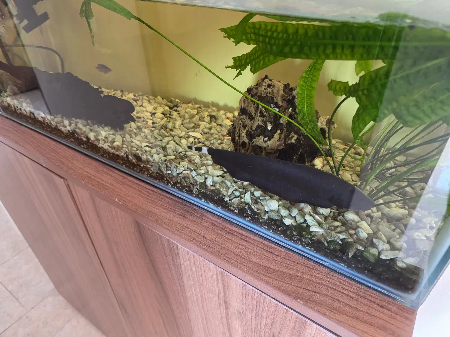 فروش اکواریوم|ماهی|ساری, |دیوار