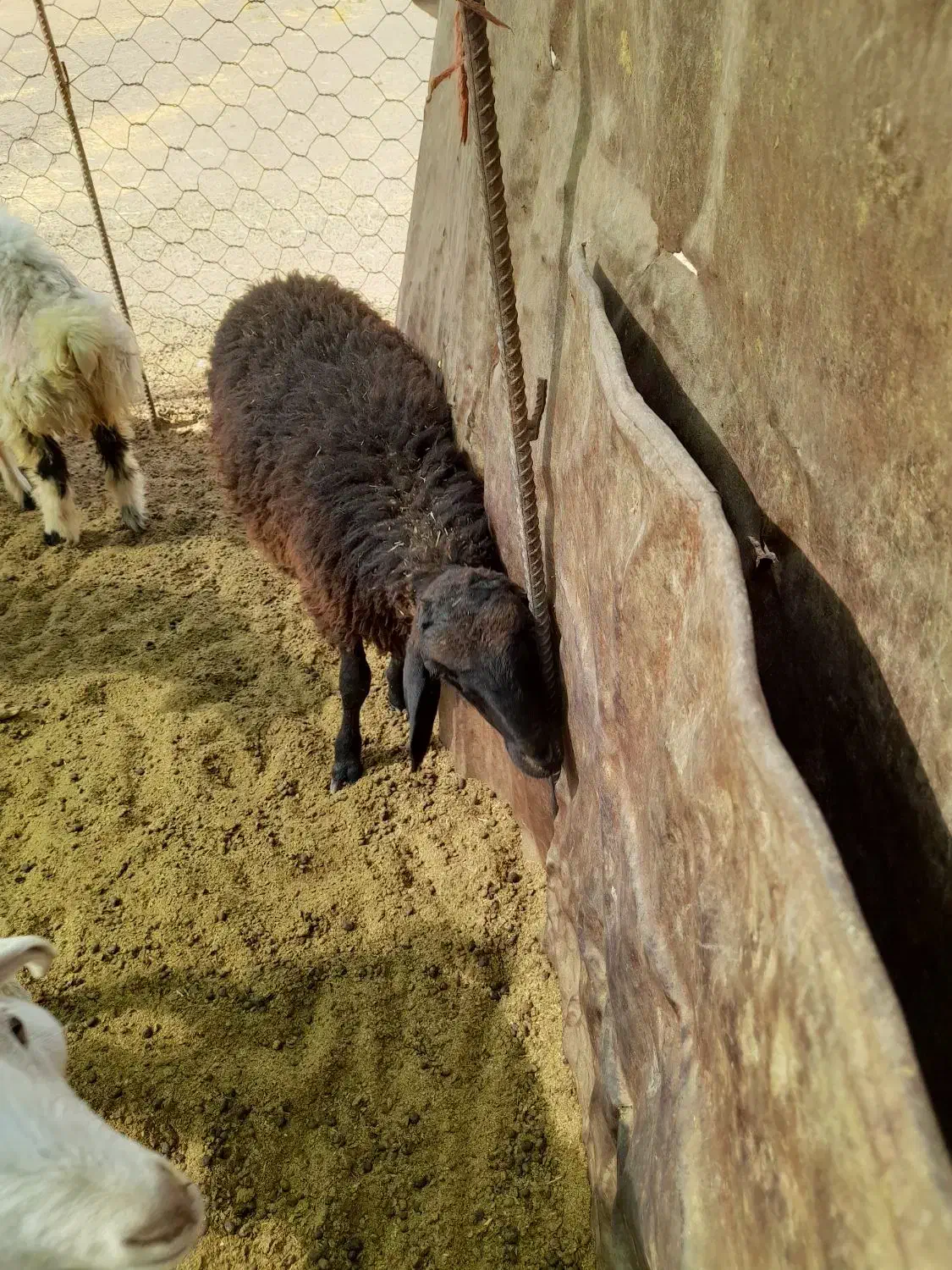 ۱۲بره نر شیری کشتاری هم پای پروار|حیوانات مزرعه|کوهدشت, |دیوار