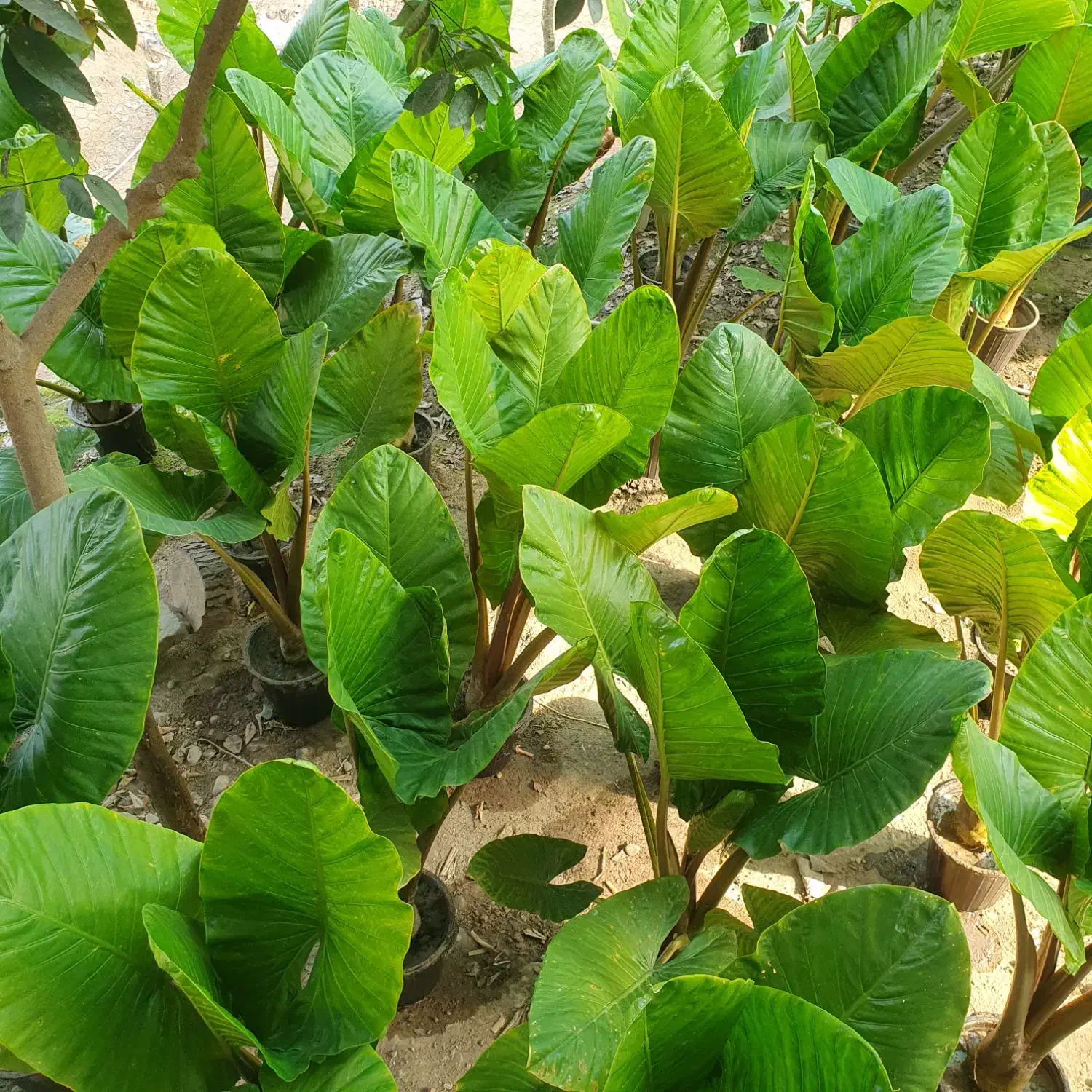 گل بابا آدم تنه قرمز|گل و گیاه طبیعی|مرزیکلا, |دیوار