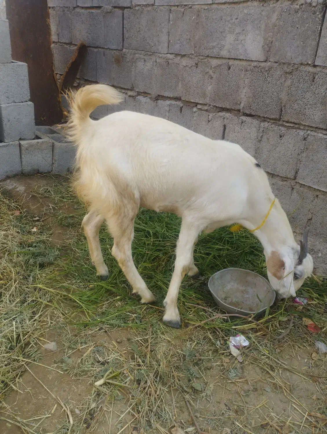 کهره ماده|حیوانات مزرعه|میناب, |دیوار