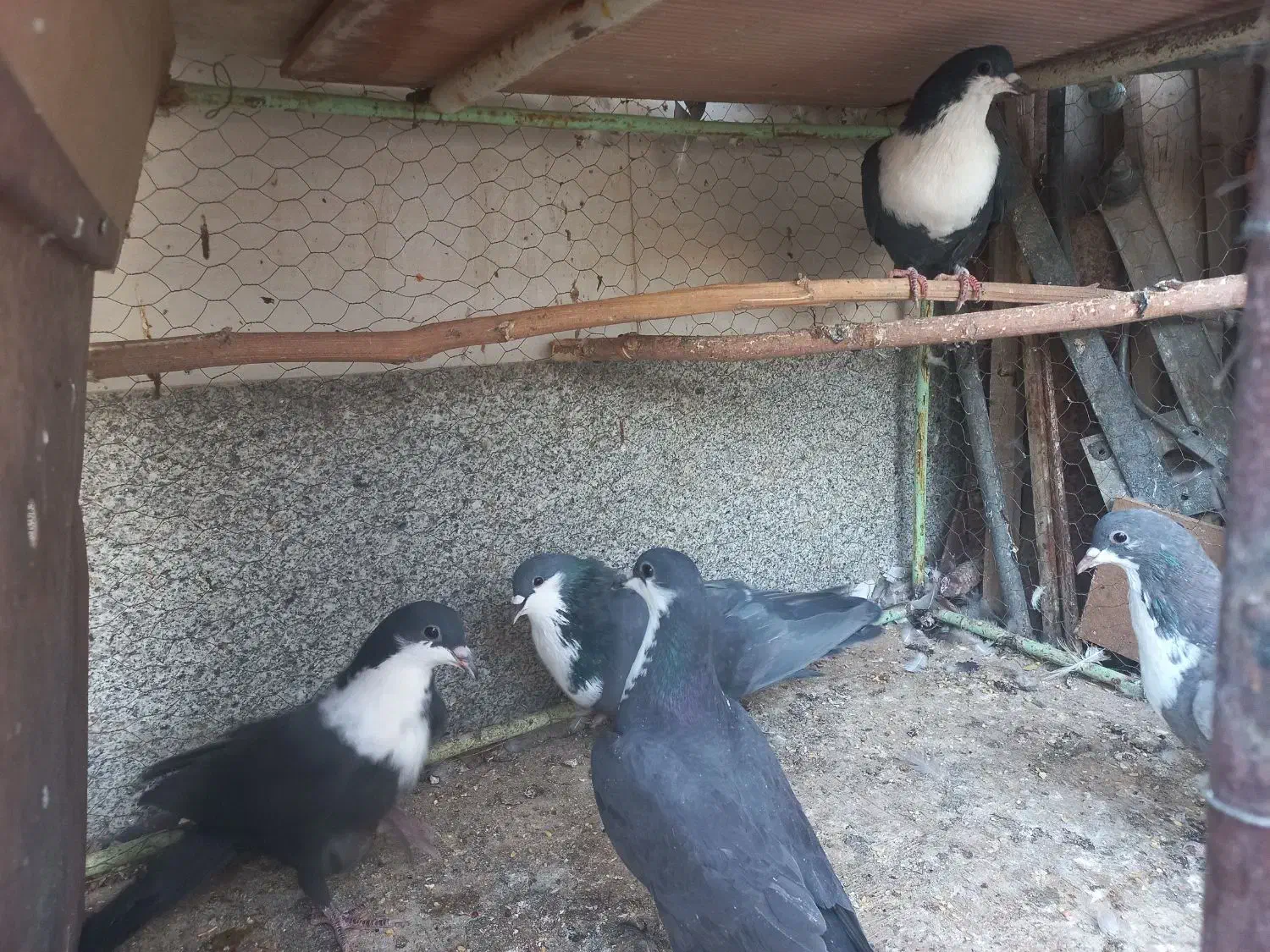 کفترریشوگلابی|پرنده|قائن, |دیوار