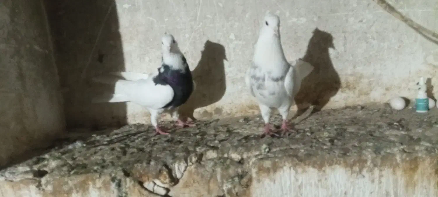 گفت. طوقی|پرنده|ویلکیج, |دیوار