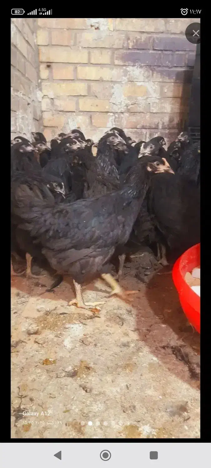 فروش نیمچه مرغ و خروس|حیوانات مزرعه|پیشوا, |دیوار