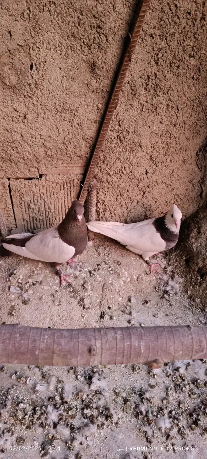 طوقی سینه ای|پرنده|مبارکه, |دیوار