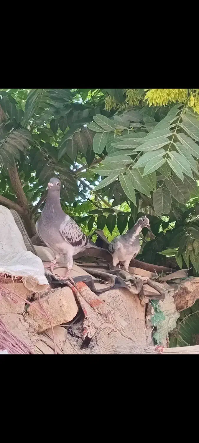 کبوتر پلاکی|پرنده|بشاریات, |دیوار