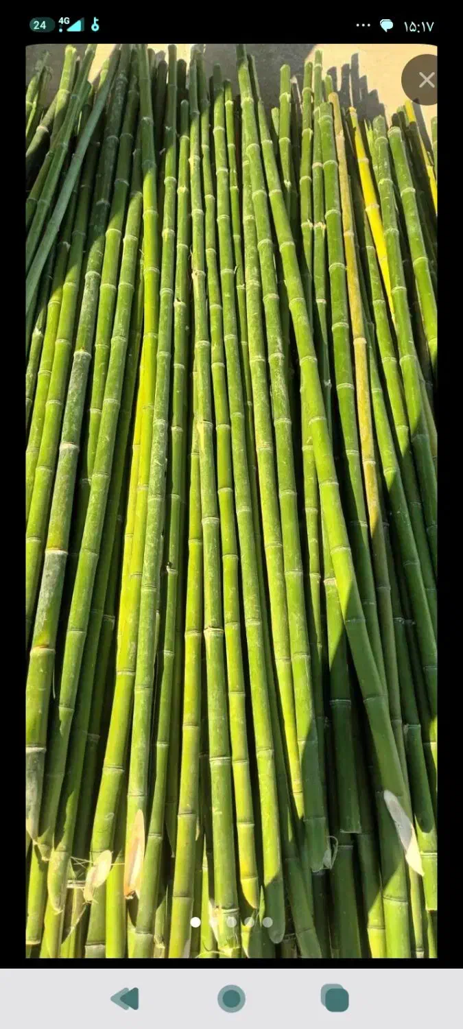 لوله بامبو مخصوص ماهی گیری 3متری 4متری|ماهیگیری|بندر انزلی, مسکن مهر|دیوار