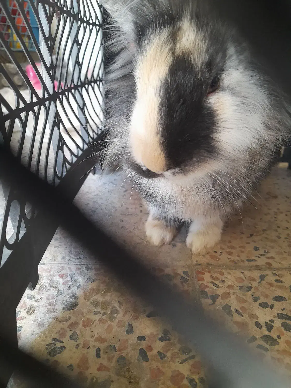 خرگوش|موش و خرگوش|بیله سوار, |دیوار