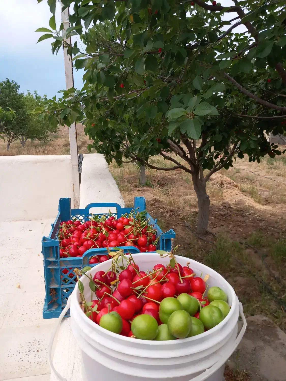 باغ میوه بارده|فروش خانه و ویلا|نظرآباد, نجم آباد|دیوار