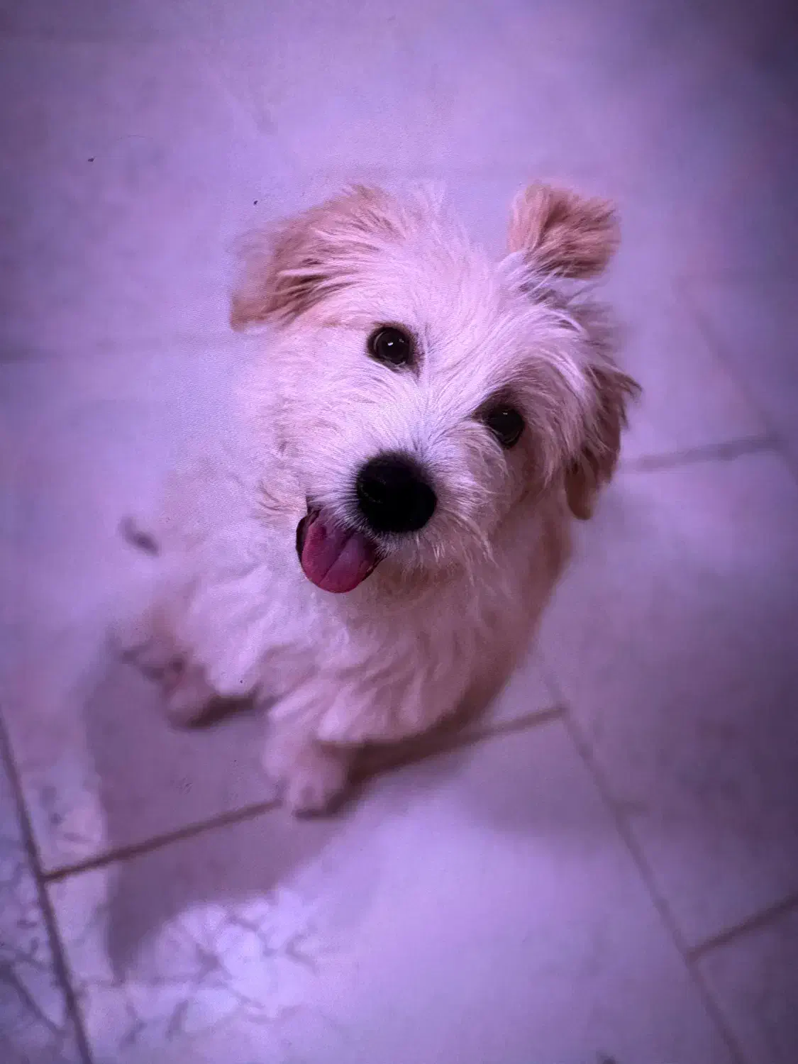 سگ گمشده|حیوانات|قزوین, |دیوار