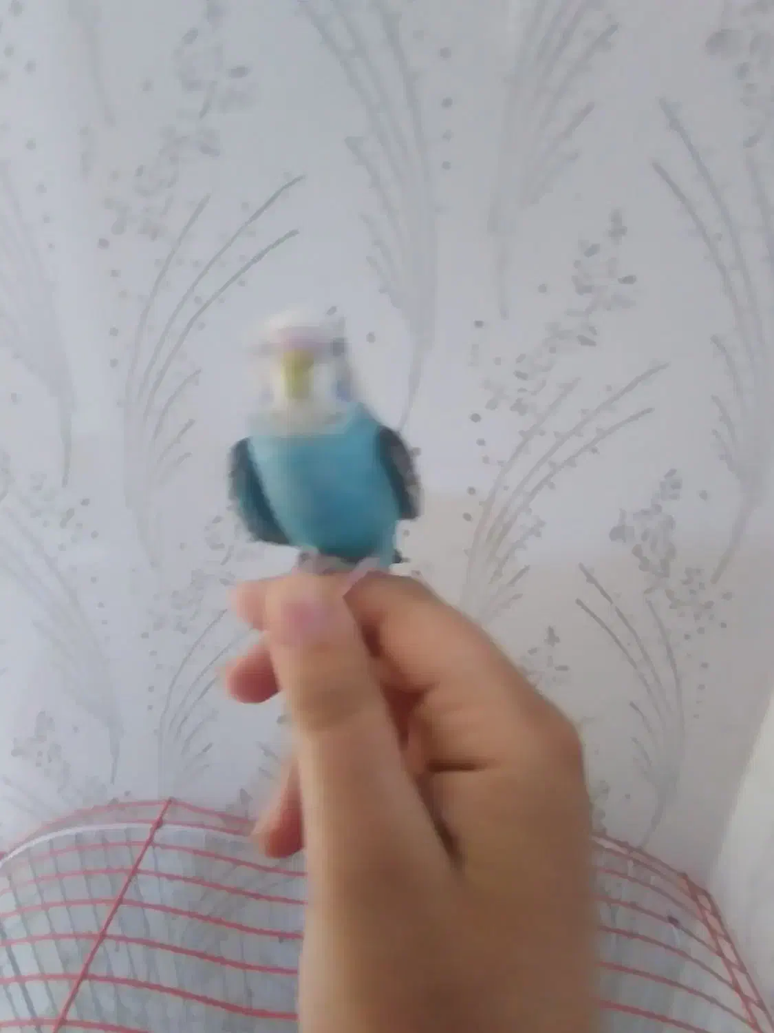 مرغ عشق|پرنده|شازند, |دیوار