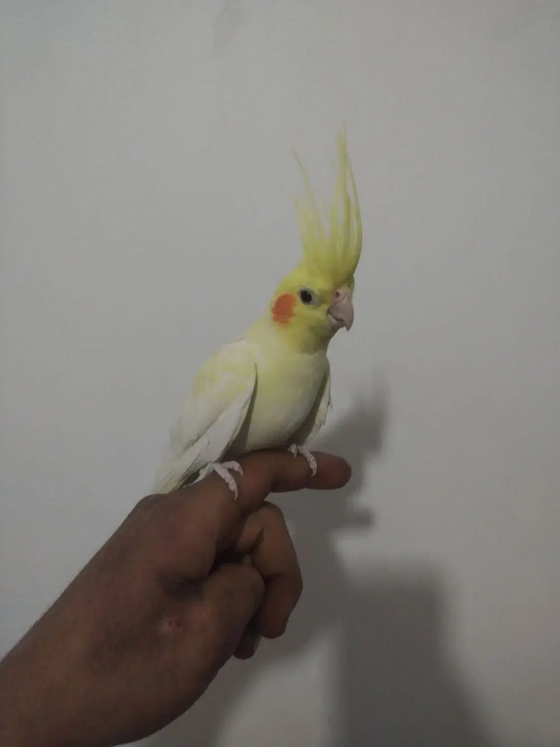 عروس هلندی نر|پرنده|گیان, |دیوار