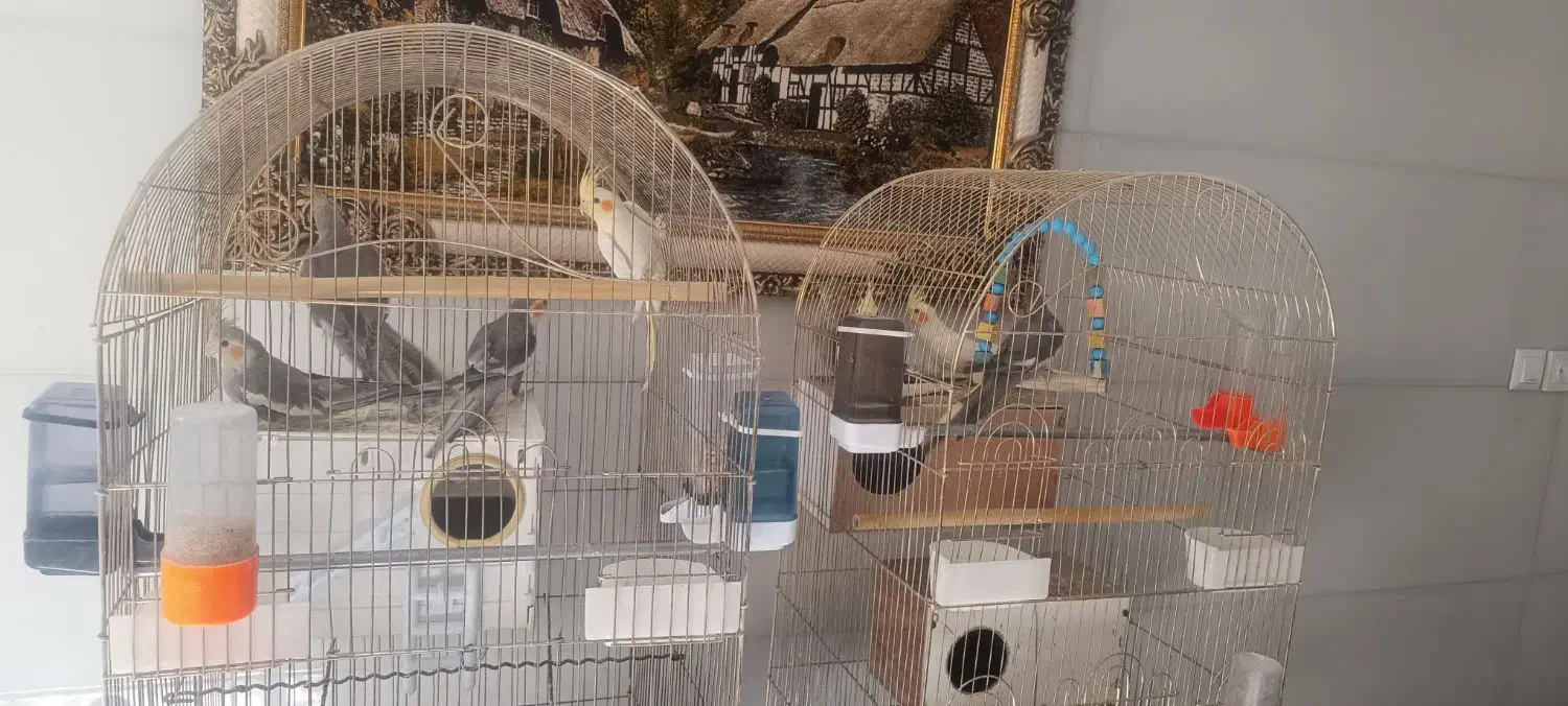 عروس هلندی|پرنده|قائن, |دیوار