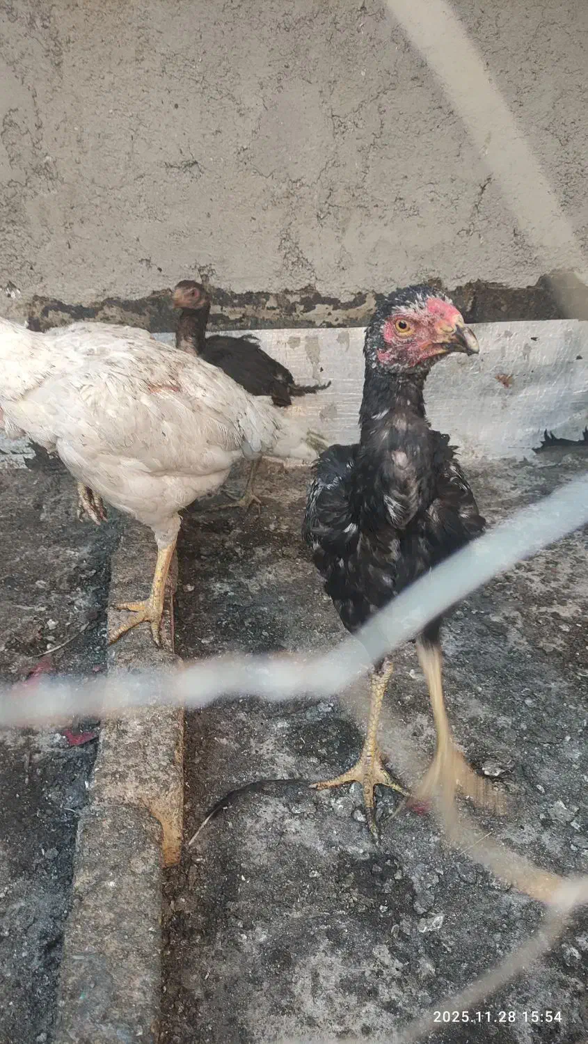 مرغ لاری|حیوانات مزرعه|اسلامشهر, شهرک امام حسین (میان آباد)|دیوار