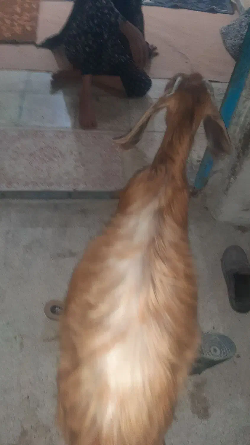 کهره ماده یکساله|حیوانات مزرعه|بندر کنگان, |دیوار