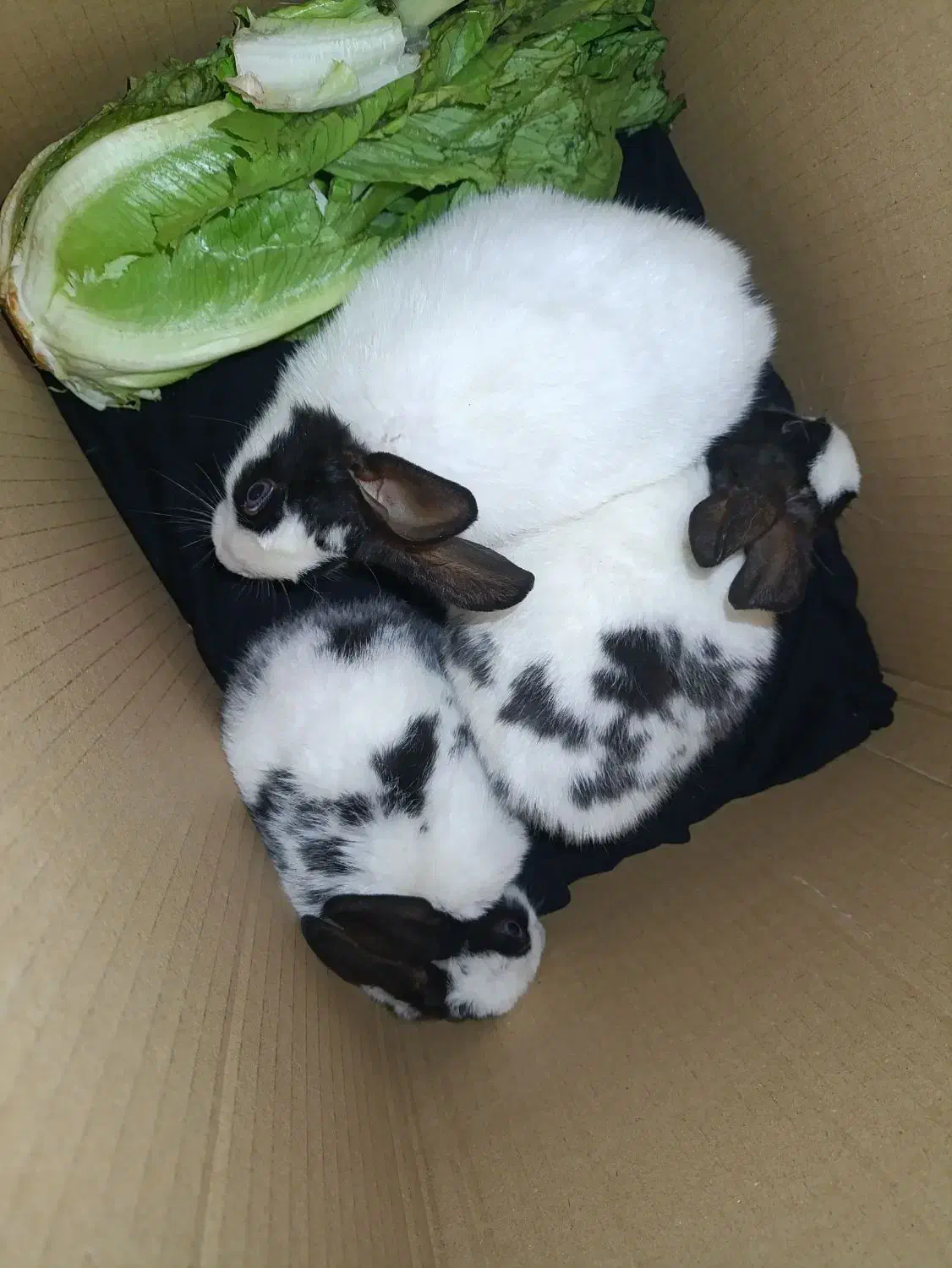 ((بچه خرگوش فارسان))|موش و خرگوش|فارسان, |دیوار