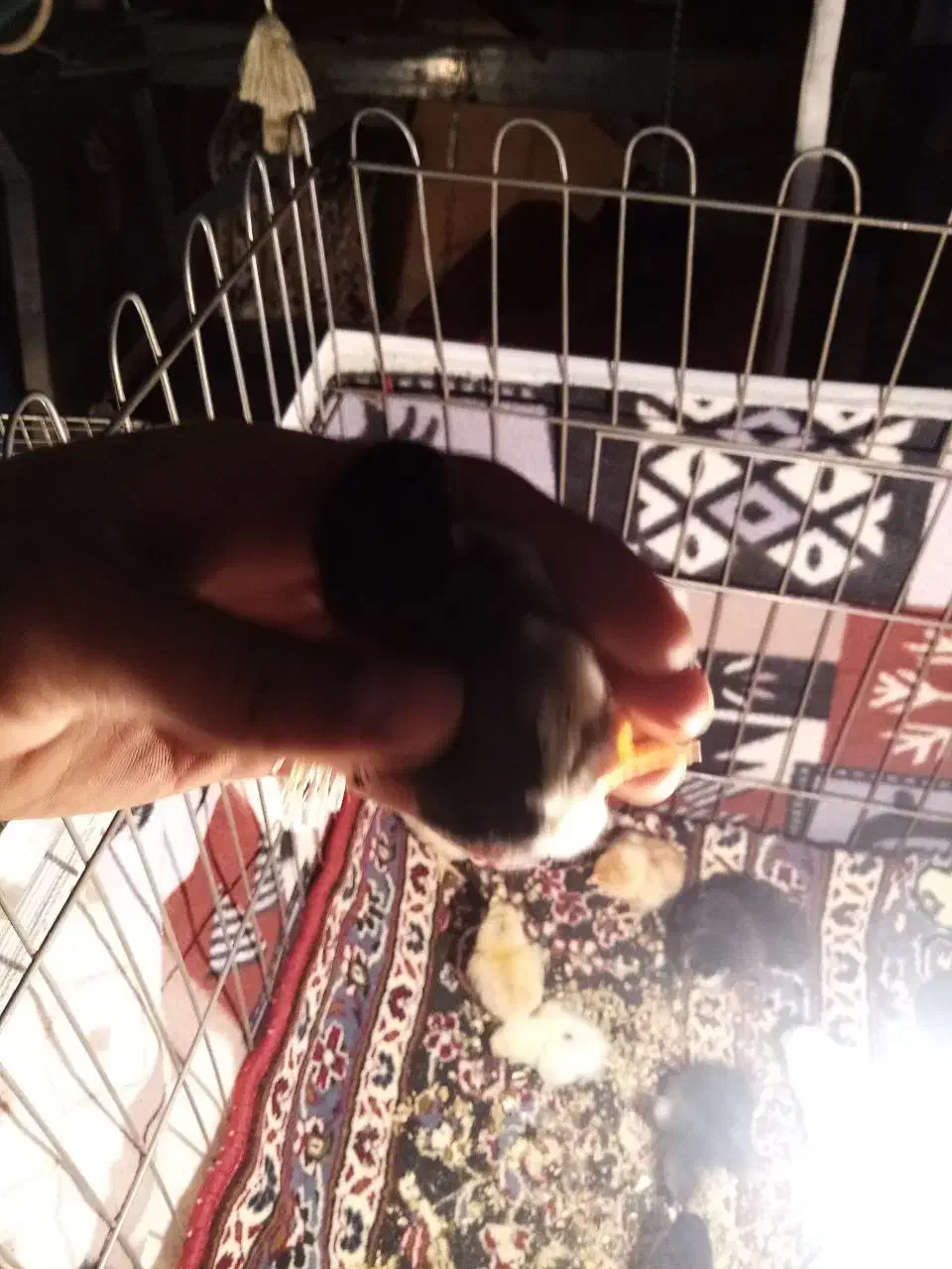 جوجه برهما گلین کوشین|حیوانات مزرعه|قم, نیروگاه|دیوار