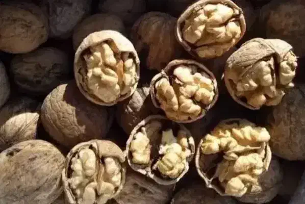 گردو محلی ملایر|عمده‌فروشی|میبد, |دیوار