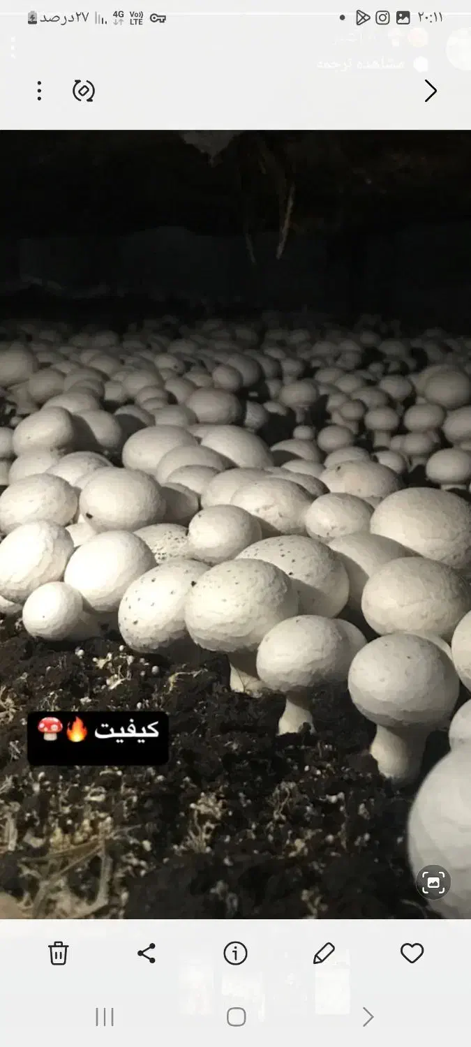 قارچ تازه درجه بک به قیمت پخش فقط تا ظهر|خوردنی و آشامیدنی|هیر, |دیوار