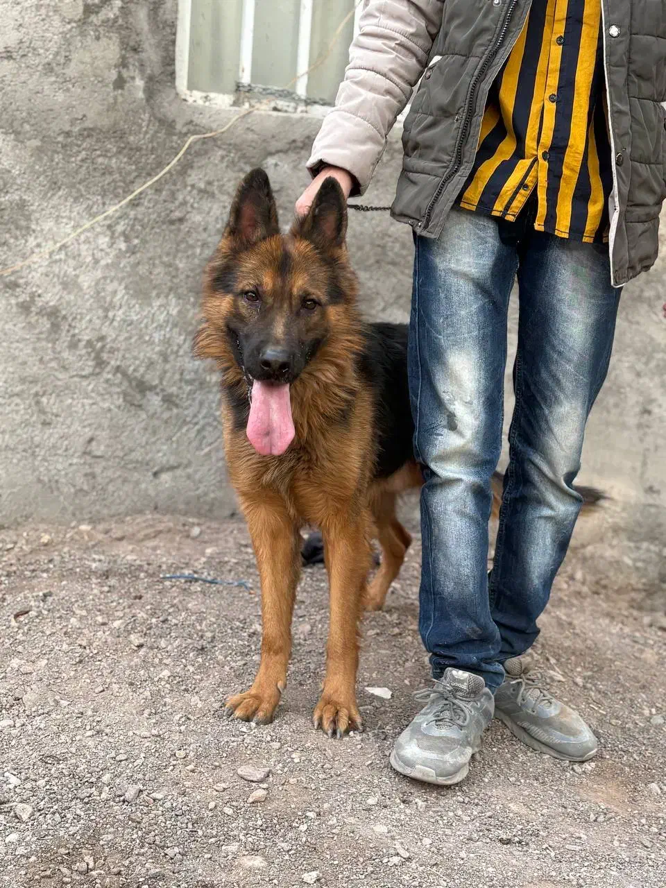 سگ ژرمن شپرد کلاس B|سگ|بم, |دیوار