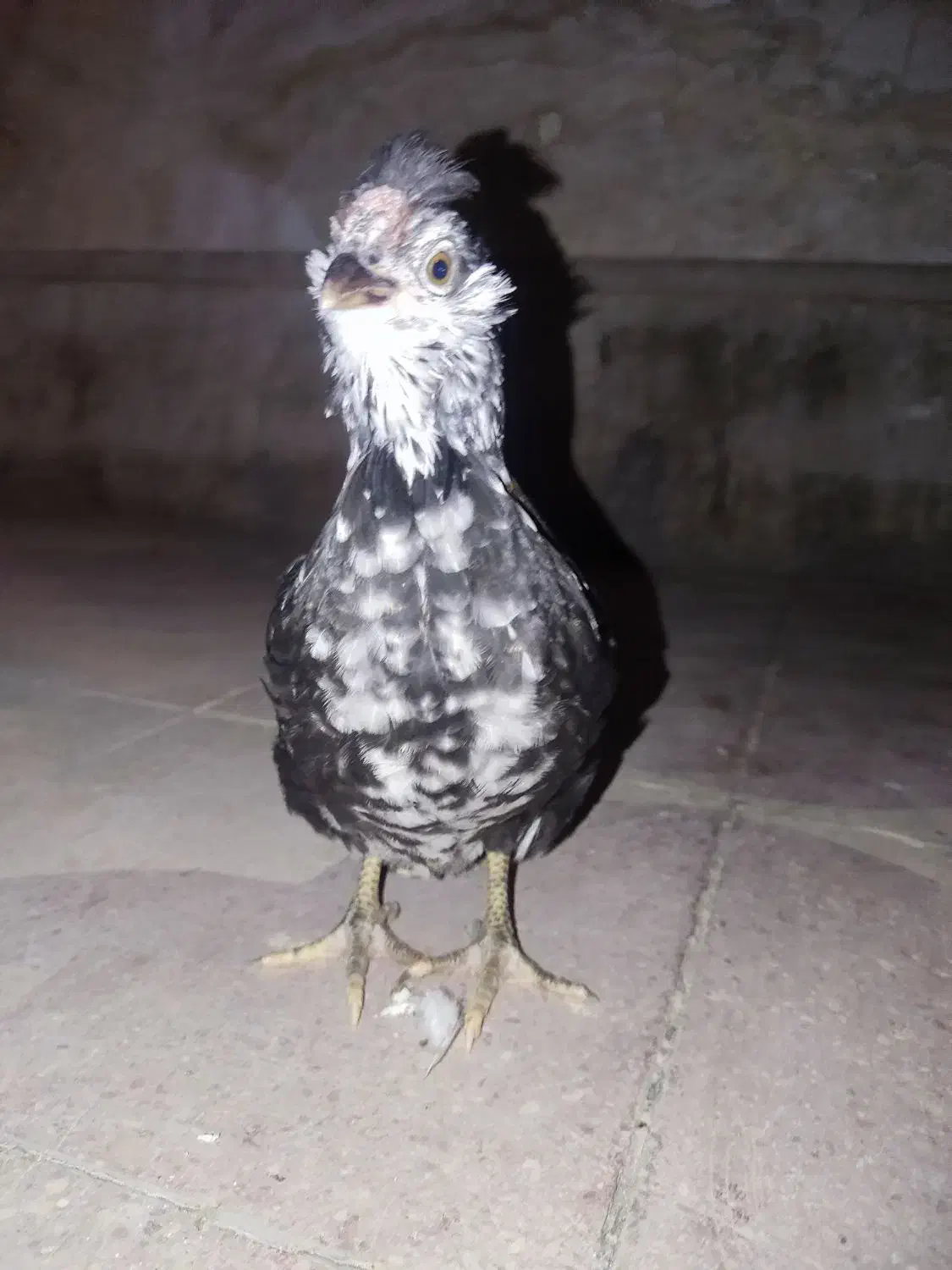 جوجه مرغ و خروس گلین|حیوانات مزرعه|شیراز, شهرک مدرس|دیوار