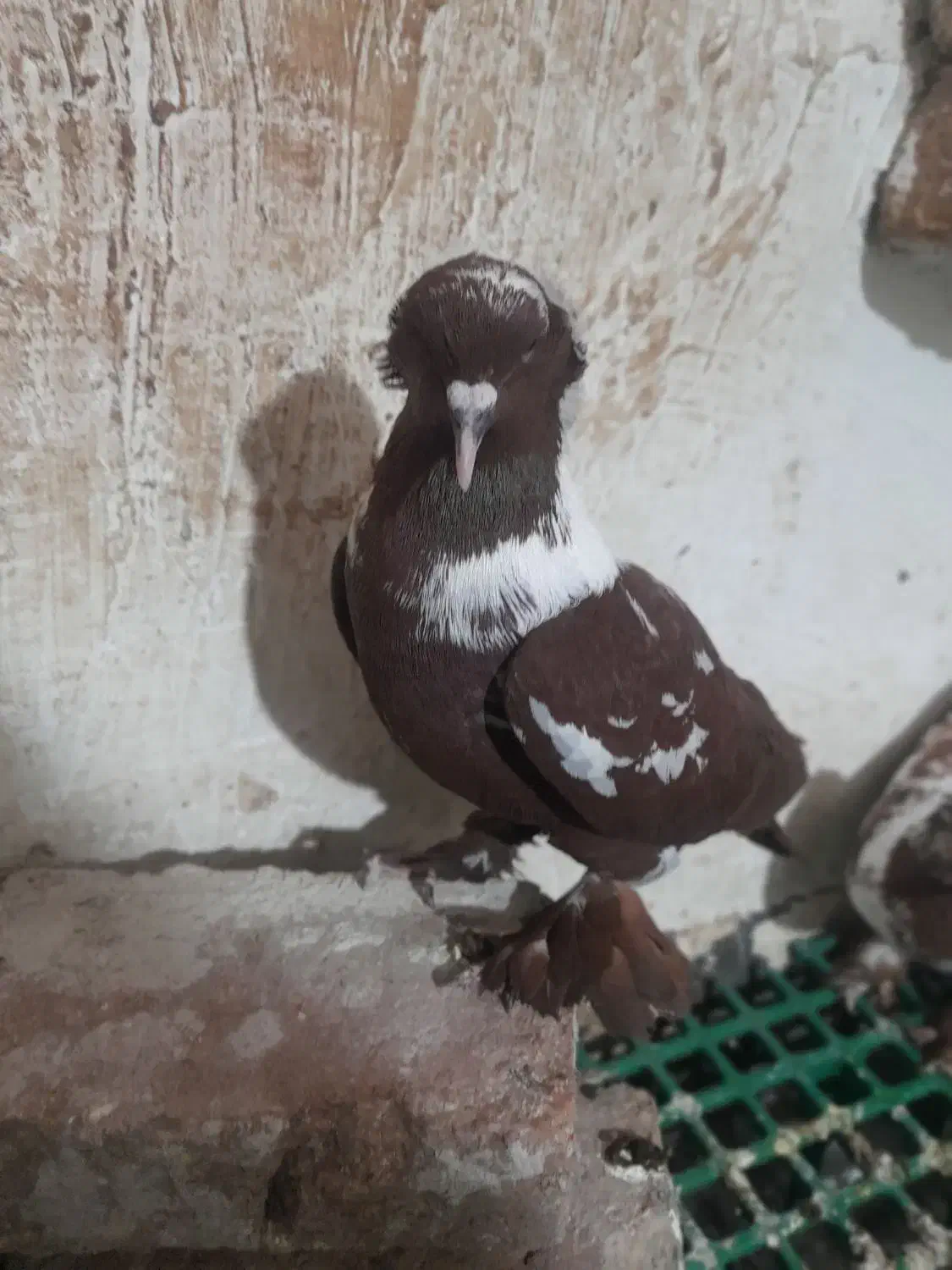 ککیلی|پرنده|اردبیل, |دیوار