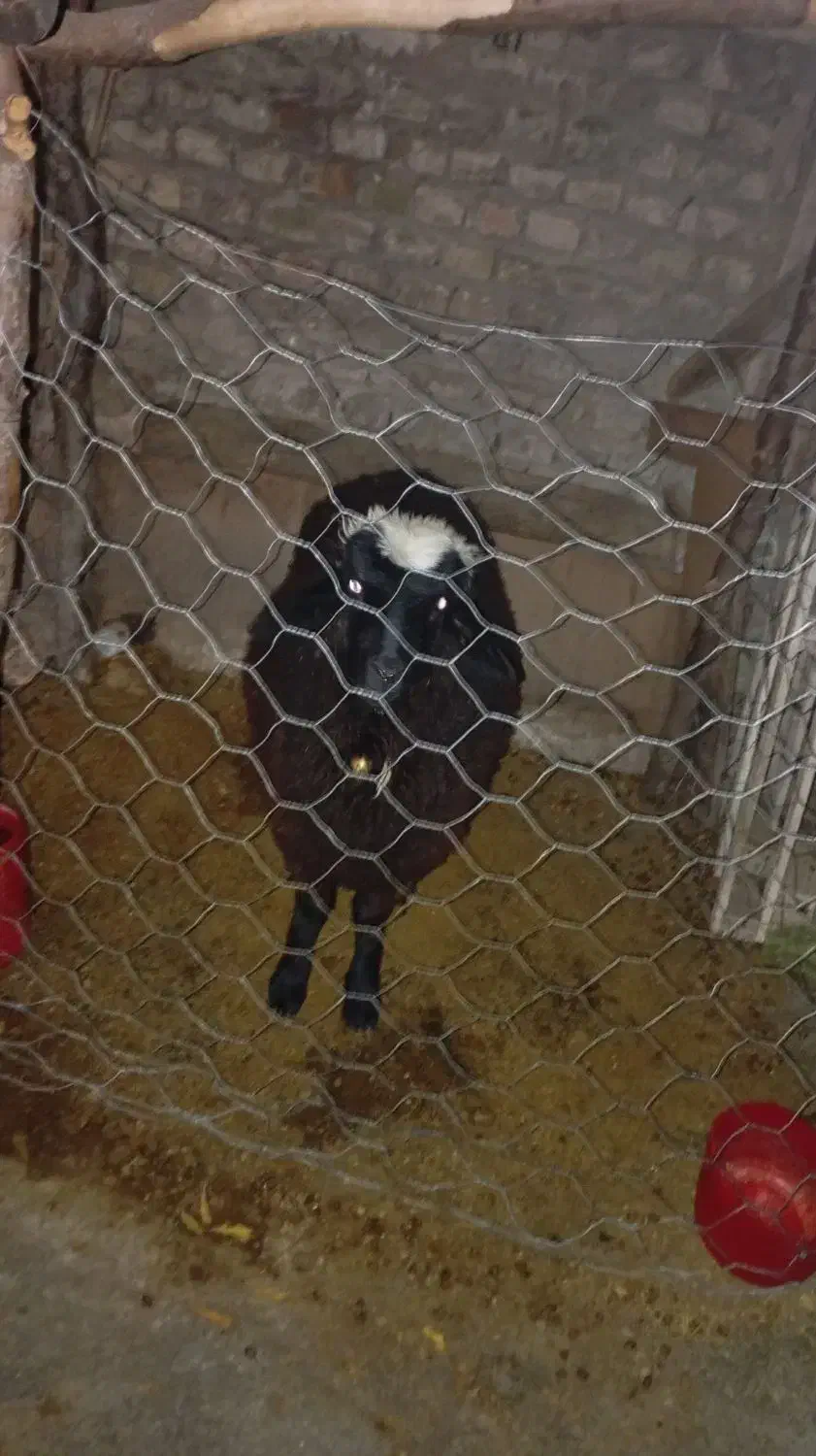 گوسفند نر|حیوانات مزرعه|فاضل آباد, |دیوار