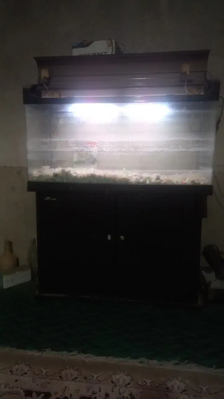 آکواریوم|ماهی|زارچ, |دیوار