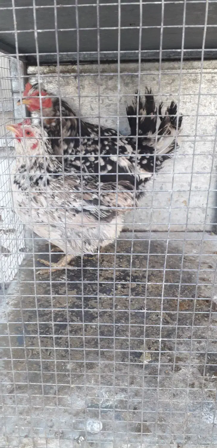 مرغ گلین و مرغ و خروس برهما|حیوانات مزرعه|مبارکه, |دیوار