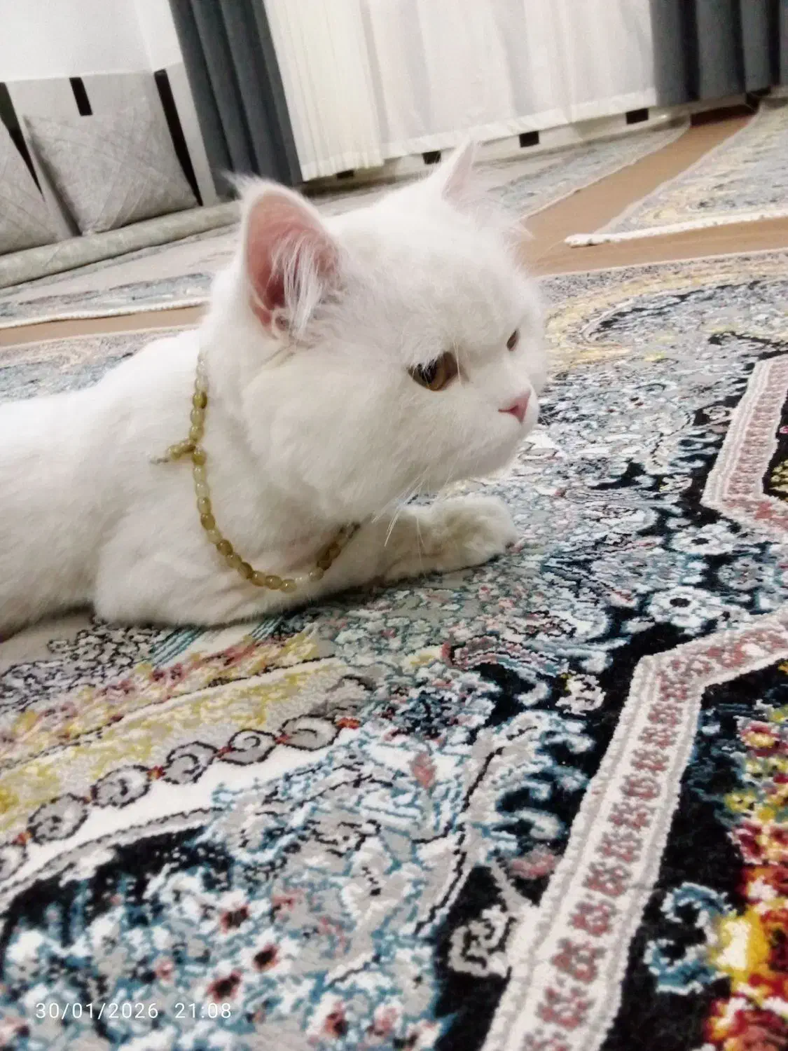 گربه خانگی|گربه|ارومیه, |دیوار