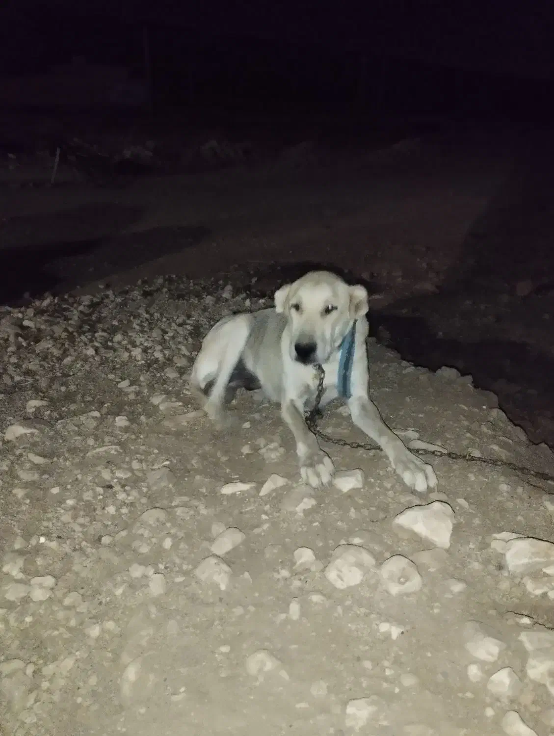 ماده سگ سرابی اصیل|سگ|گوآور, |دیوار