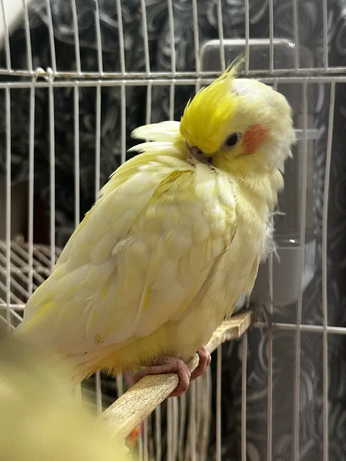 جوجه عروس هلندی|پرنده|کیش, |دیوار