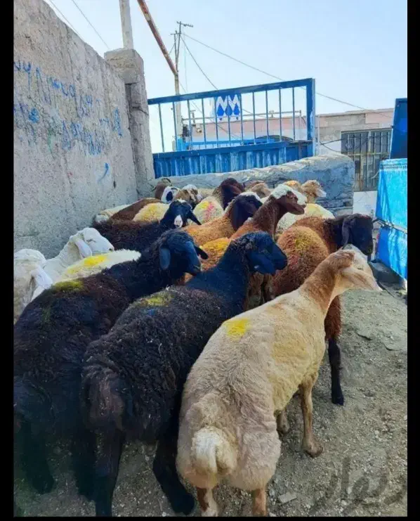 گوشتی|حیوانات مزرعه|کوهسار (البرز), |دیوار