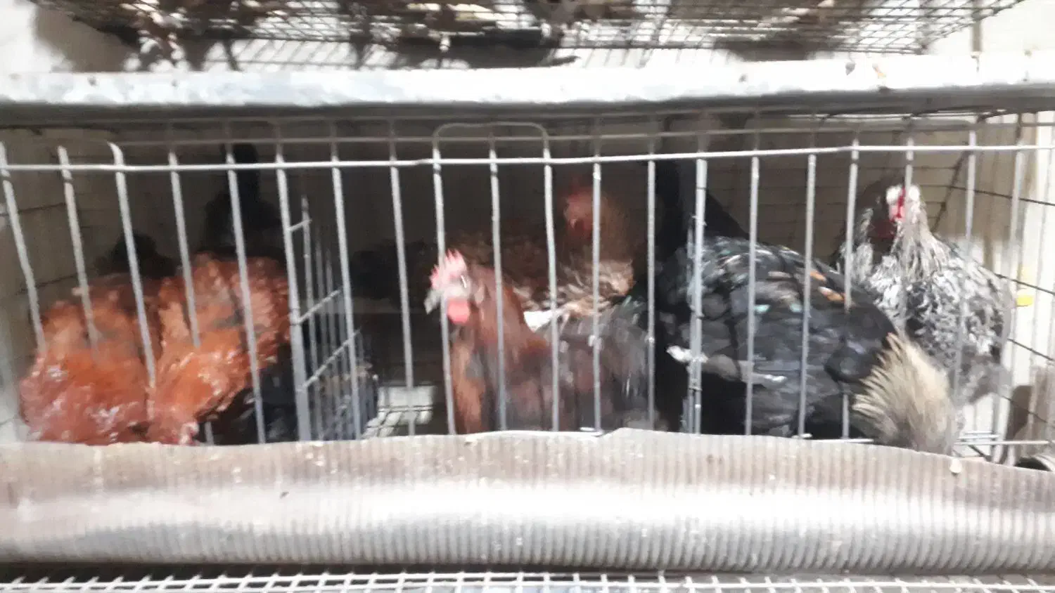 فروش خروس محلی|حیوانات مزرعه|تالش, هشتپر|دیوار