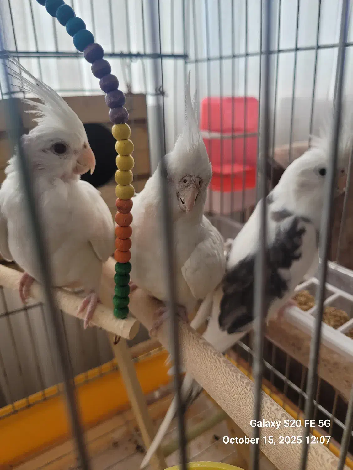 عروس هلندی جفت|پرنده|شیراز, جمهوری|دیوار