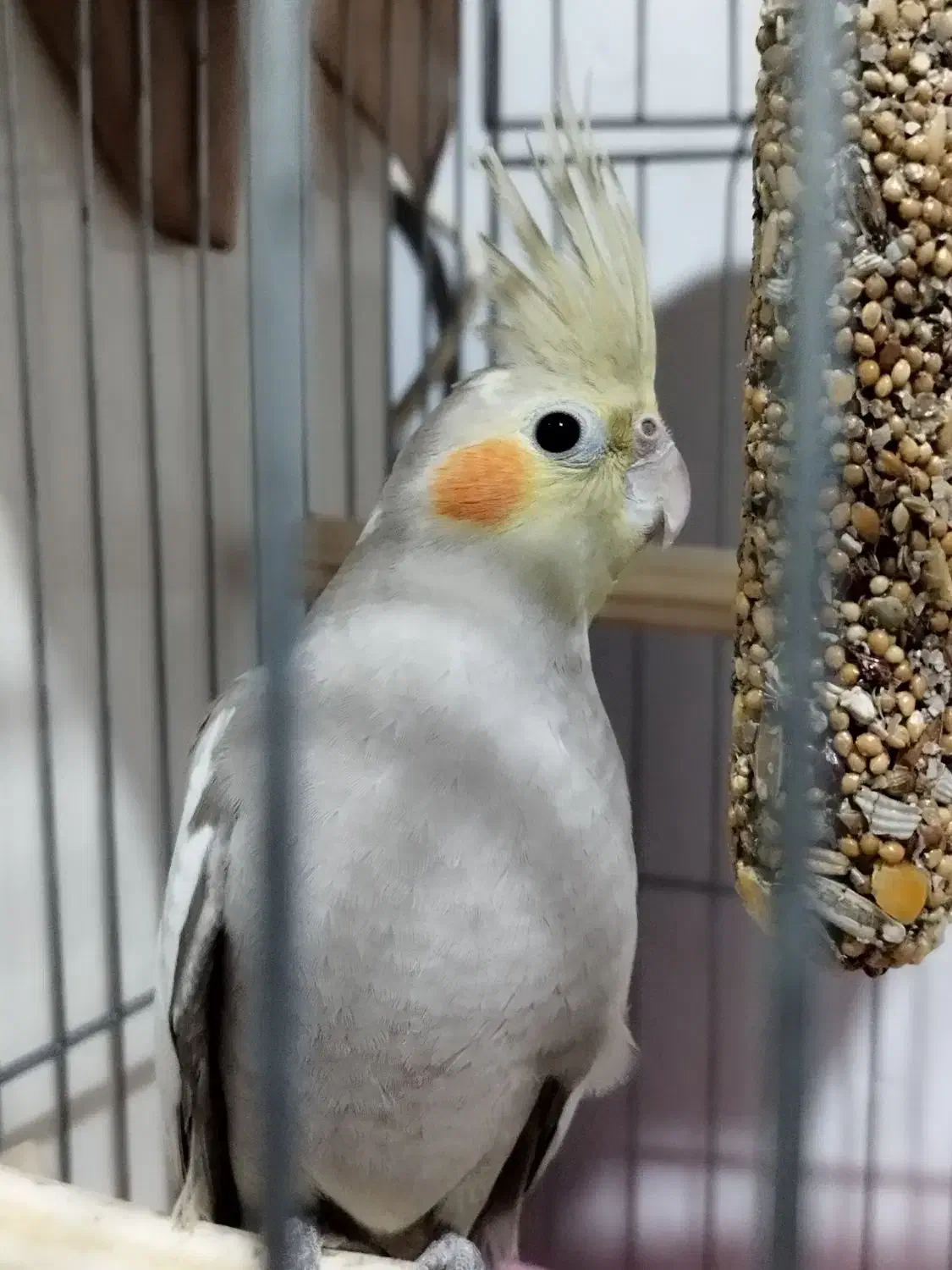 عروس هلندی 4 ماهه|پرنده|رودسر, |دیوار