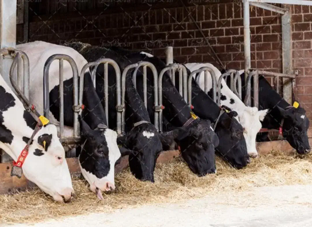 نیازمند کارگر گاوداری ،حقوق خوب وسکونت رایگان|استخدام سرایداری و نظافت|بیضا, |دیوار